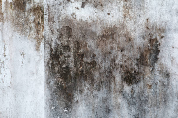 Best Environmental Consulting for Mold Prevention  in Mars, PA
