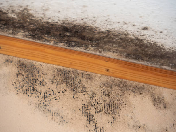 Best Post-Construction Mold Inspection  in Mars, PA