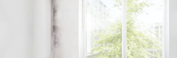Best Black Mold Removal  in Mars, PA
