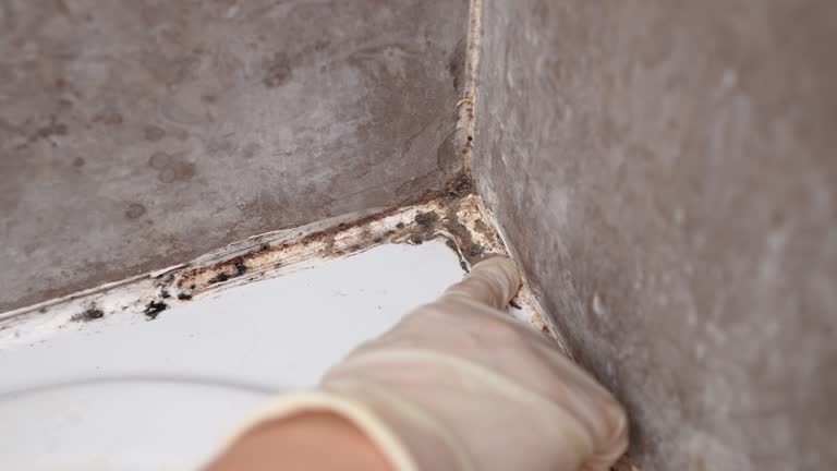 Mold Documentation for Insurance Claims in Mars, PA